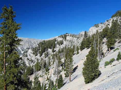 Bristlecone Pine Forest (Hudsonian Life Zone)