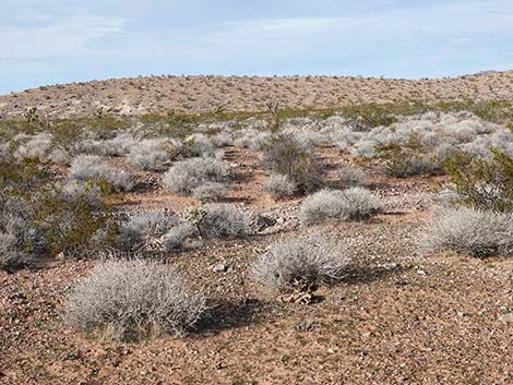 Creosote-Bursage Flats