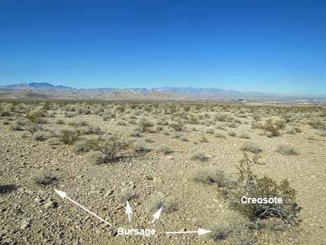 Petroglyph Canyon Trail