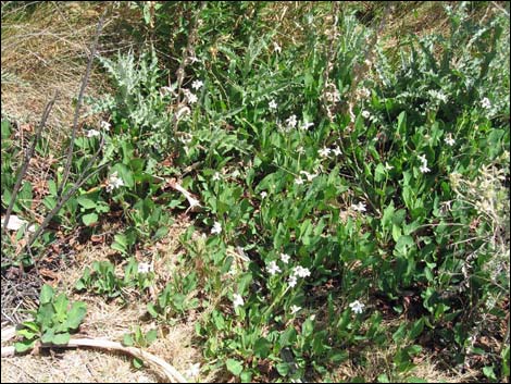 Yerba Mansa (Anemopsis californica)