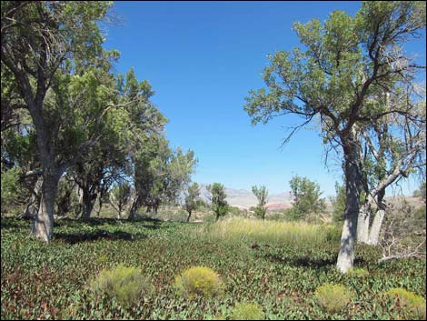 Yerba Mansa (Anemopsis californica)