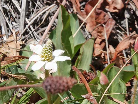 Yerba Mansa (Anemopsis californica)