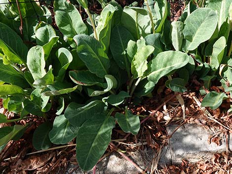 Yerba Mansa (Anemopsis californica)