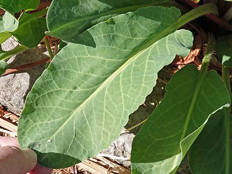 Yerba Mansa (Anemopsis californica)