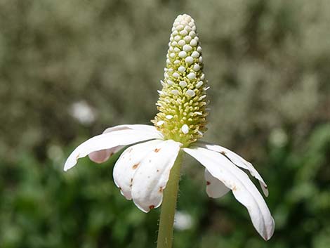 Yerba Mansa (Anemopsis californica)