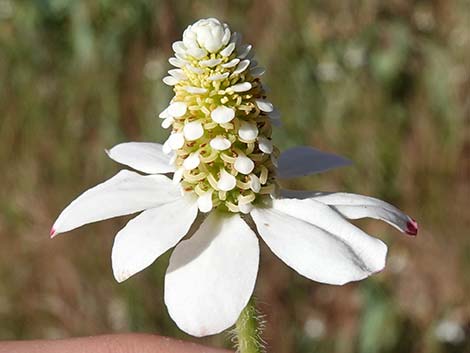 Yerba Mansa (Anemopsis californica)