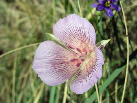 Alkali Mariposa Lily (Calochortus striatus)