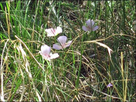 Alkali Mariposa Lily (Calochortus striatus)