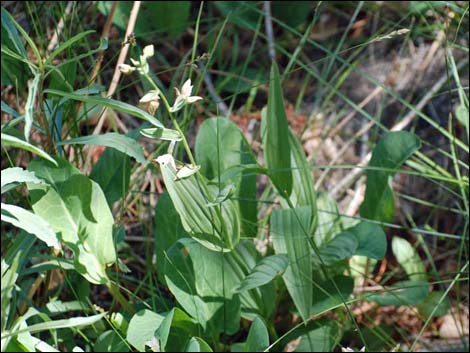 Stream Orchid (Epipactus gigantea)