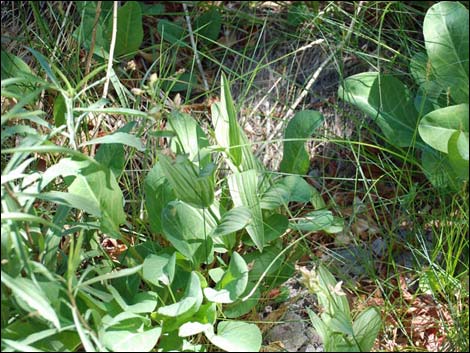 Stream Orchid (Epipactus gigantea)