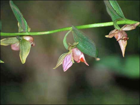 Stream Orchid (Epipactus gigantea)