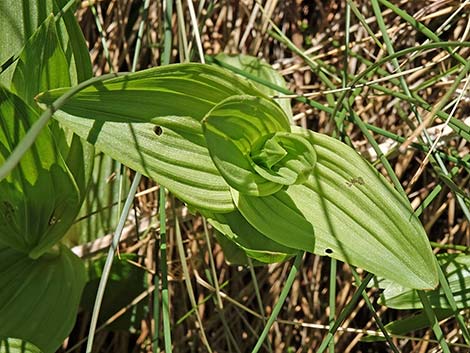 Stream Orchid (Epipactus gigantea)