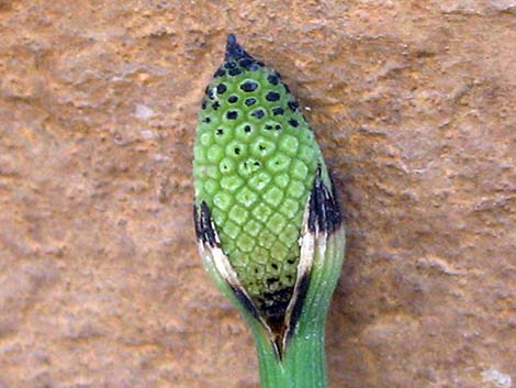 Smooth Horsetail (Equisetum laevigatum)