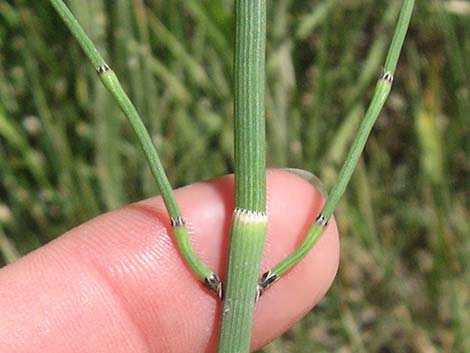 Smooth Horsetail (Equisetum laevigatum)