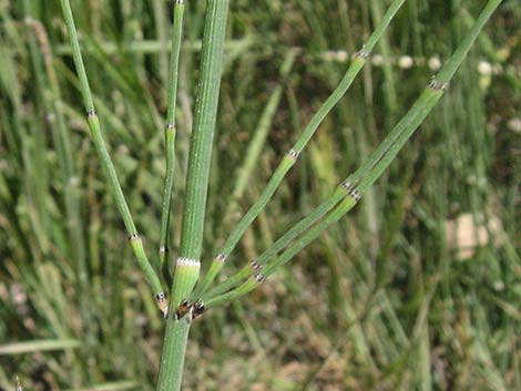 Smooth Horsetail (Equisetum laevigatum)