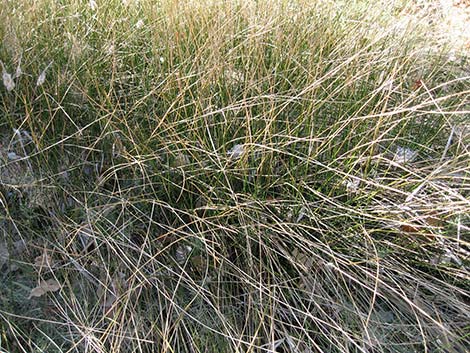 Rushes (Juncus spp.)