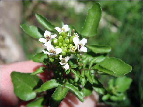 Watercresses (Nasturtium officinale)