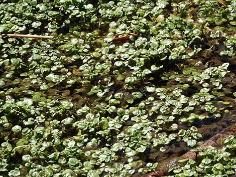 Watercresses (Nasturtium officinale)