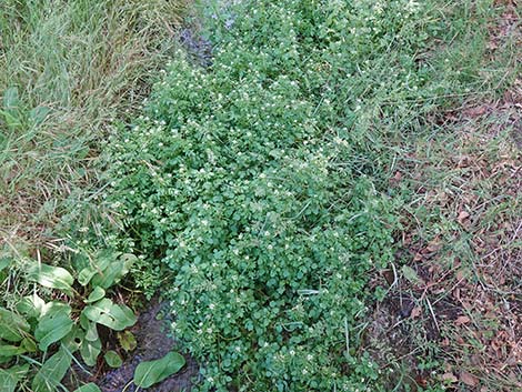 Watercresses (Nasturtium officinale)