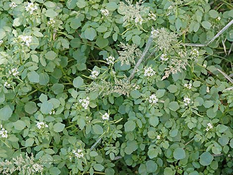 Watercresses (Nasturtium officinale)