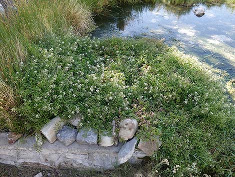 Watercresses (Nasturtium officinale)