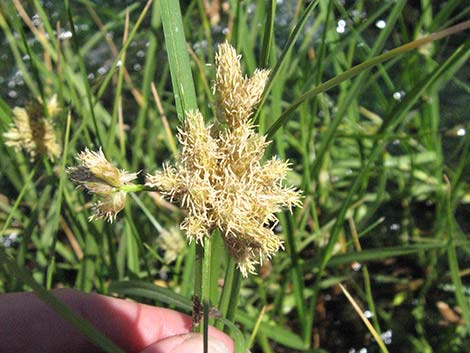 Sedges (Scripus spp.)