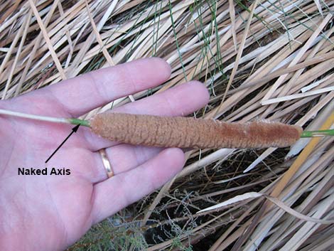 Narrowleaf Cattail (Typha angustifolia)