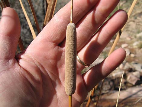 Narrowleaf Cattail (Typha angustifolia)