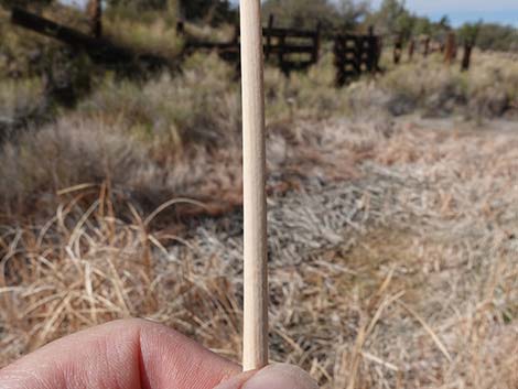 Narrowleaf Cattail (Typha angustifolia)