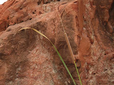 Southern Cattail (Typha domingensis)