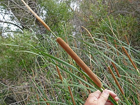 Southern Cattail (Typha domingensis)