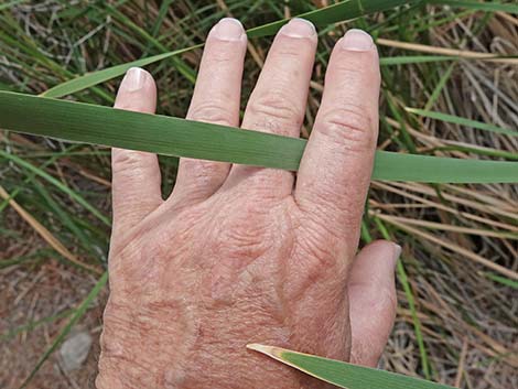 Southern Cattail (Typha domingensis)