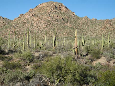 Saguaro (Carnegiea gigantea)