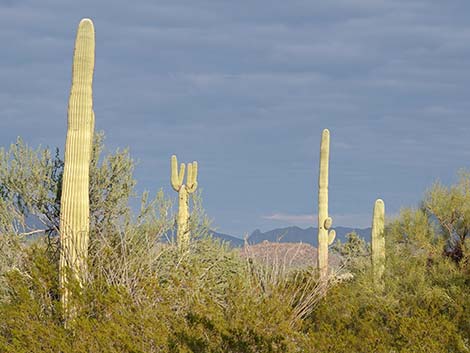 Saguaro (Carnegiea gigantea)