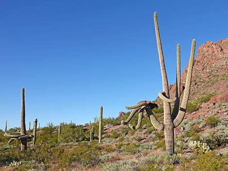 Saguaro (Carnegiea gigantea)