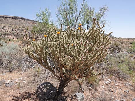 Buckhorn Cholla (Cylindropuntia acanthocarpa)