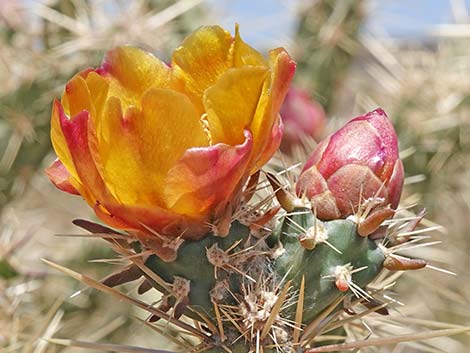 Buckhorn Cholla (Cylindropuntia acanthocarpa)