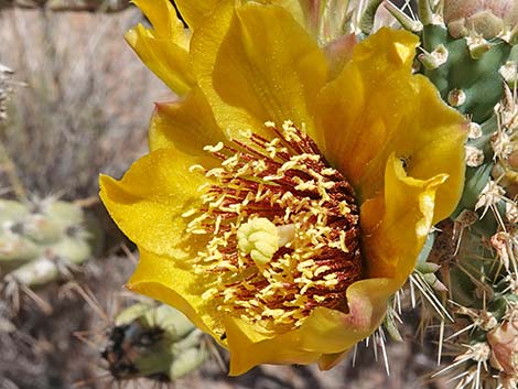 Buckhorn Cholla (Cylindropuntia acanthocarpa)