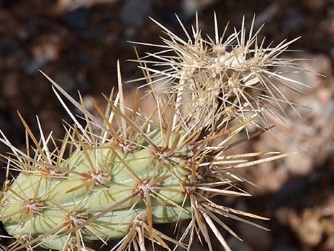 Buckhorn Cholla (Cylindropuntia acanthocarpa)