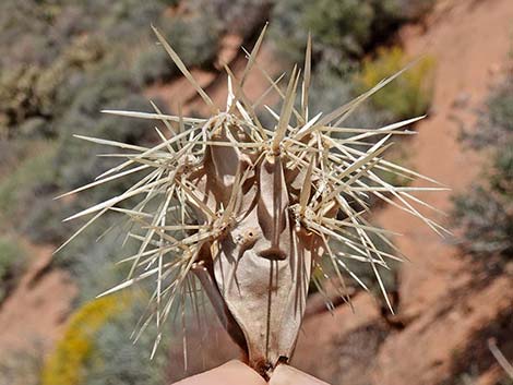 Buckhorn Cholla (Cylindropuntia acanthocarpa)