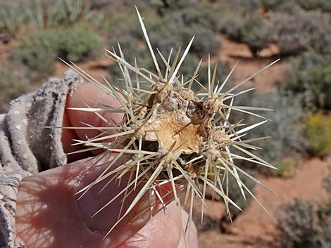 Buckhorn Cholla (Cylindropuntia acanthocarpa)