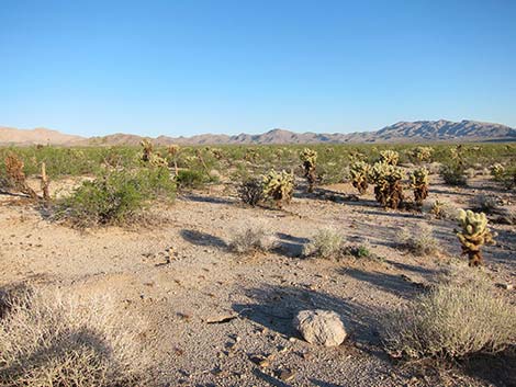 Teddybear Cholla (Cylindropuntia bigelovii)