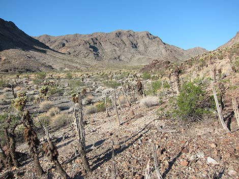 Teddybear Cholla (Cylindropuntia bigelovii)