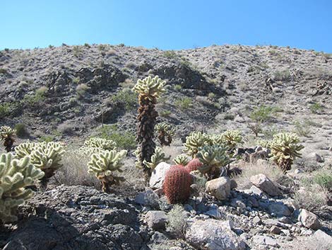 Teddybear Cholla (Cylindropuntia bigelovii)