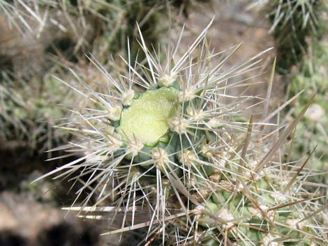 Silver Cholla (Cylindropuntia echinocarpa)