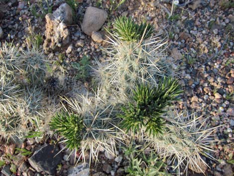 Silver Cholla (Cylindropuntia echinocarpa)