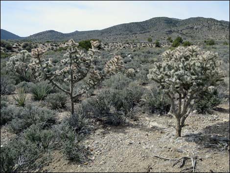 Silver Cholla (Cylindropuntia echinocarpa)