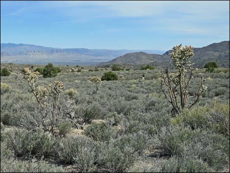 Silver Cholla (Cylindropuntia echinocarpa)