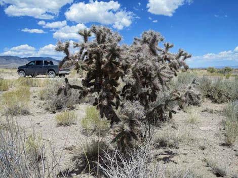 Silver Cholla (Cylindropuntia echinocarpa)