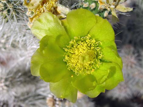 Blue Diamond Cholla (Cylindropuntia multigeniculata)